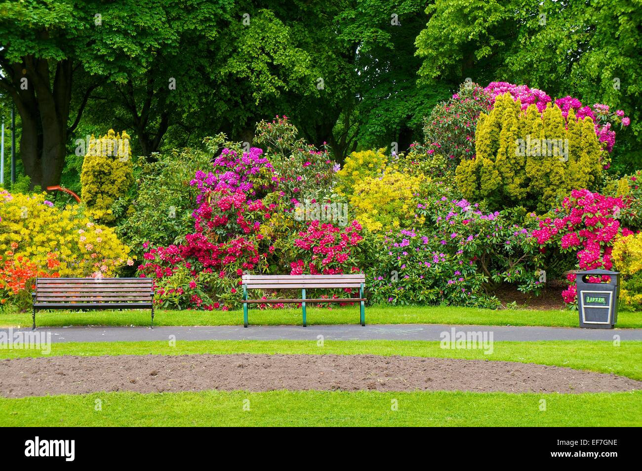 Rhododendron-Büsche blühen hinter Parkbänke. Bitts Park, Carlisle, Cumbria, England, UK. Stockfoto