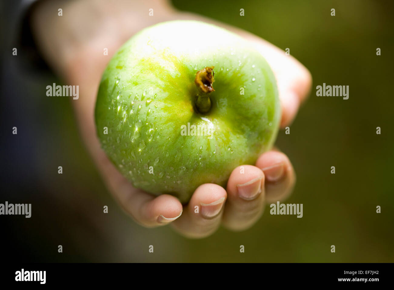 Hand halten frischer grüner Apfel Stockfoto
