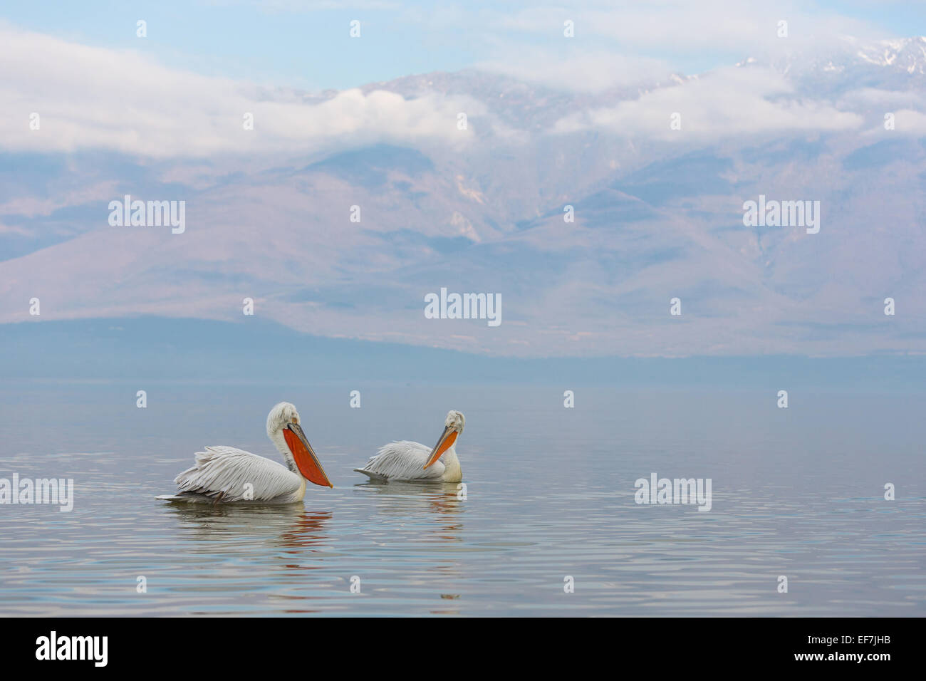 Zwei dalmatinische Pelikane (Pelecanus Crispus) am Kerkini See im Norden Griechenlands mit den Belles-Bergen im Hintergrund, dass b Stockfoto
