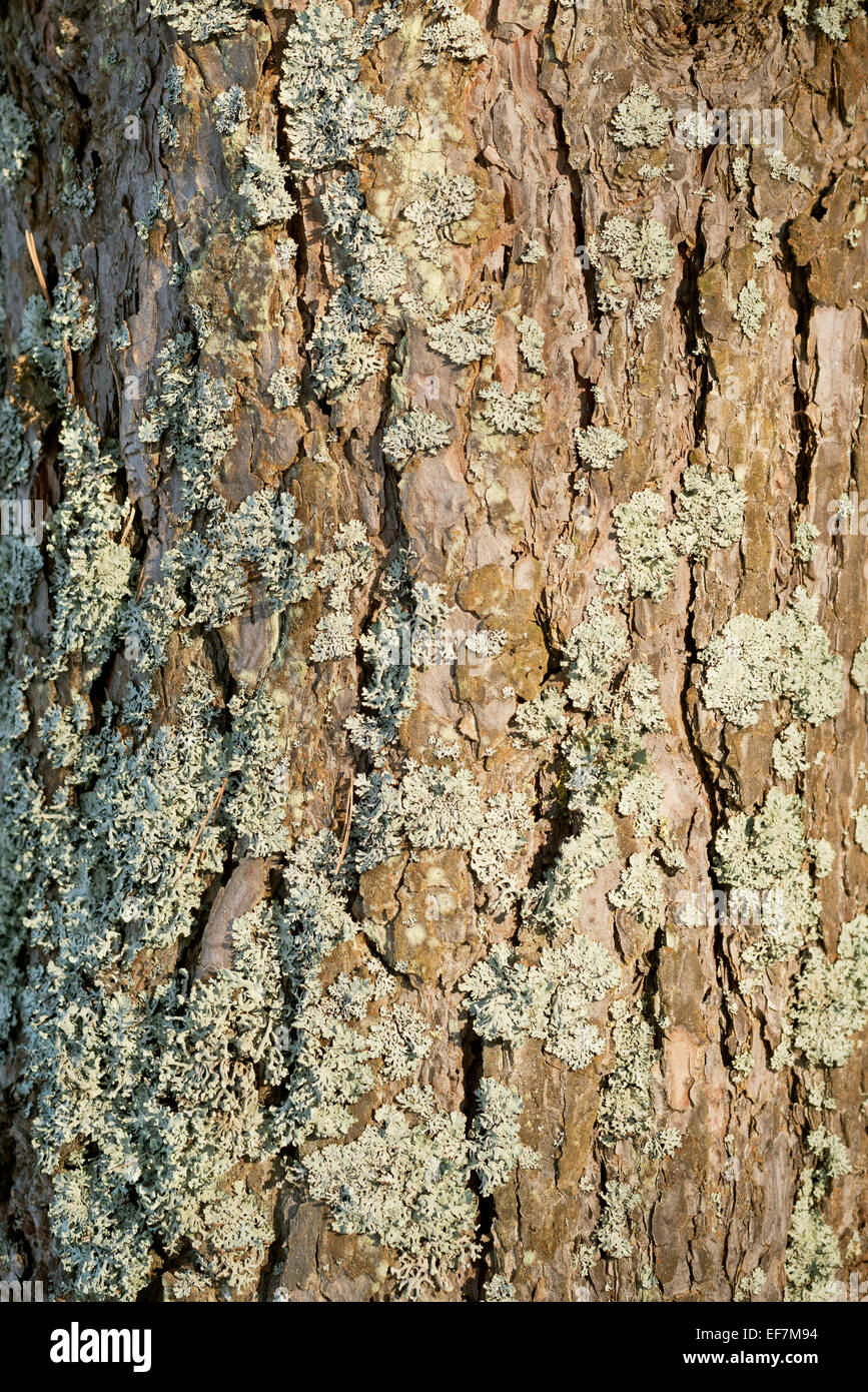 Kiefer Rinde mit Flechten bedeckt Stockfoto