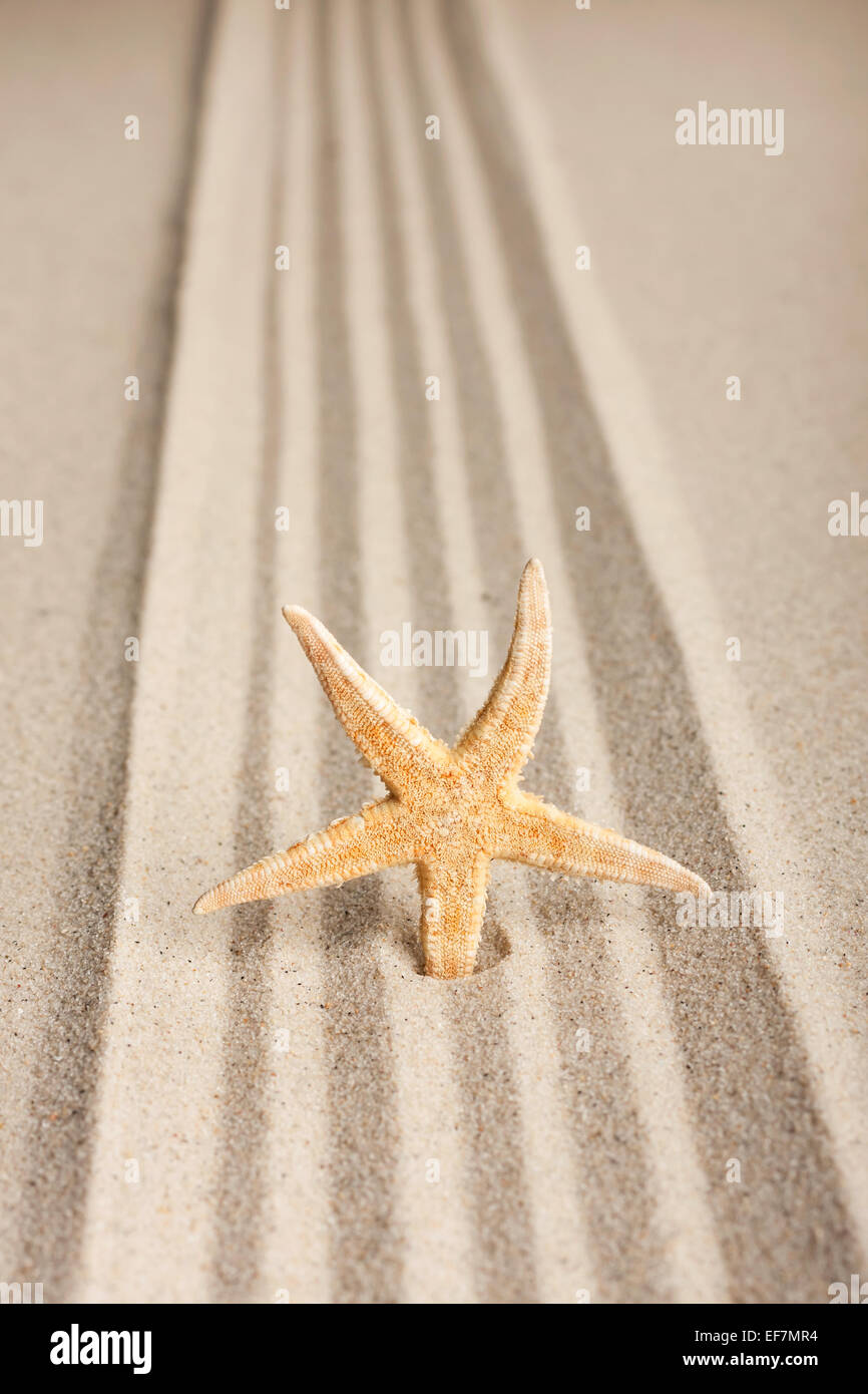 Sterne in den Sand zu stecken, kann als Hintergrund verwendet werden Stockfoto