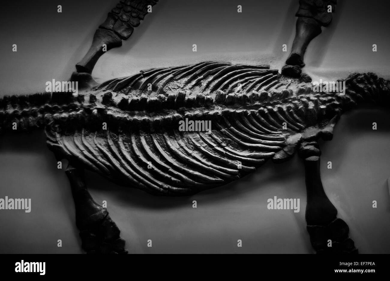 Natural History Museum, London, England, UK. Januar 2015 Pliosaur, Rhomaleosaurus Cramptoni Stockfoto