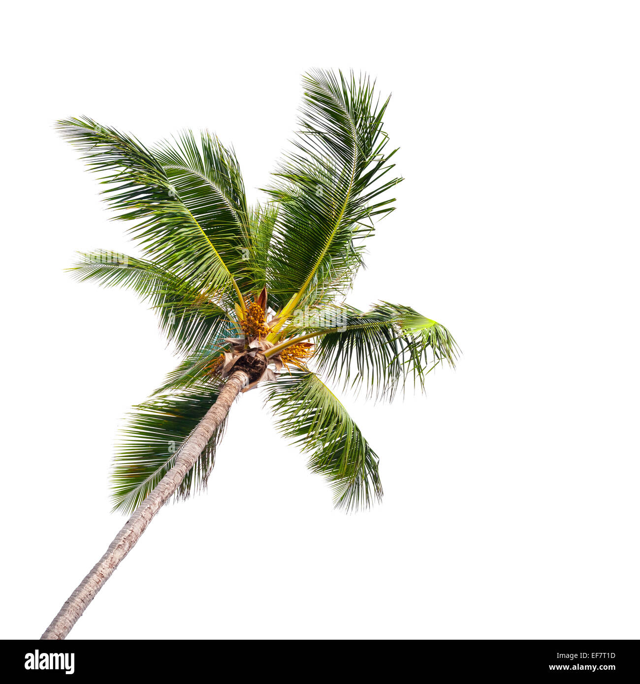 Einzelne Kokospalme isoliert auf weißem Hintergrund Stockfoto