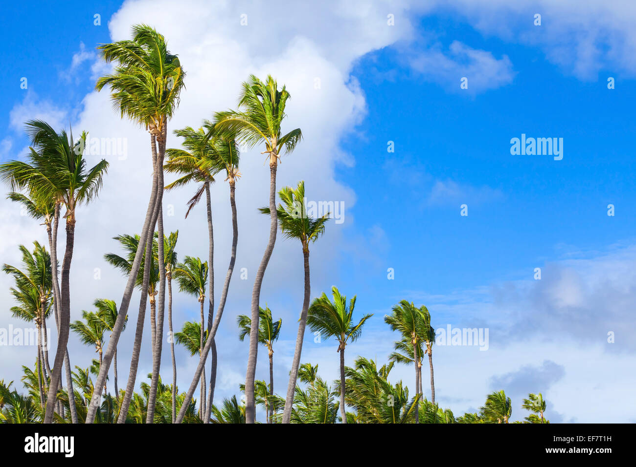 Kokosnuss-Palmen über bewölkten Himmel. Natürliche Fotohintergrund Stockfoto