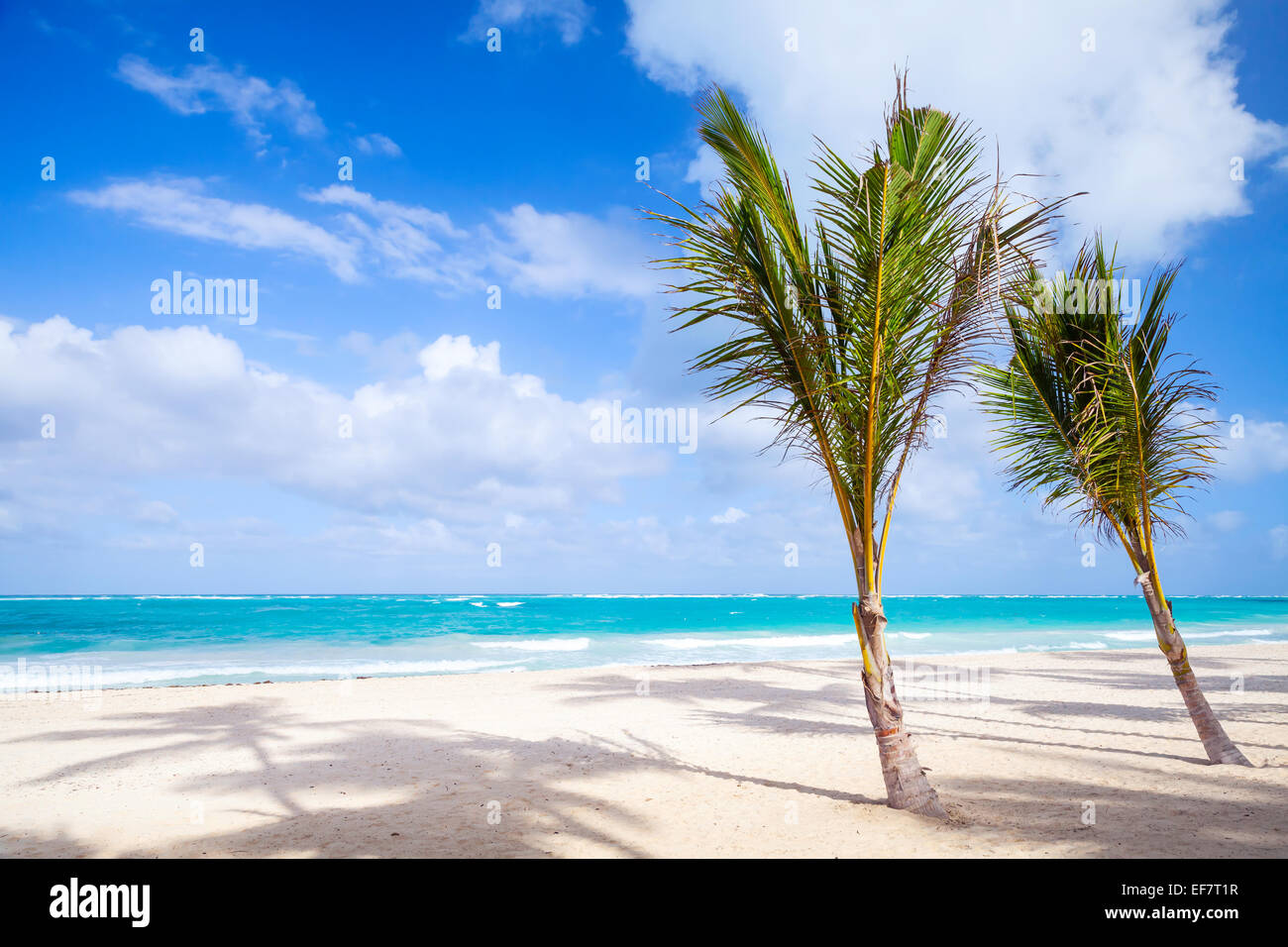 Zwei Palmen wachsen auf leeren Sandstrand. Küste des Atlantischen Ozeans, Dominikanische Republik Stockfoto