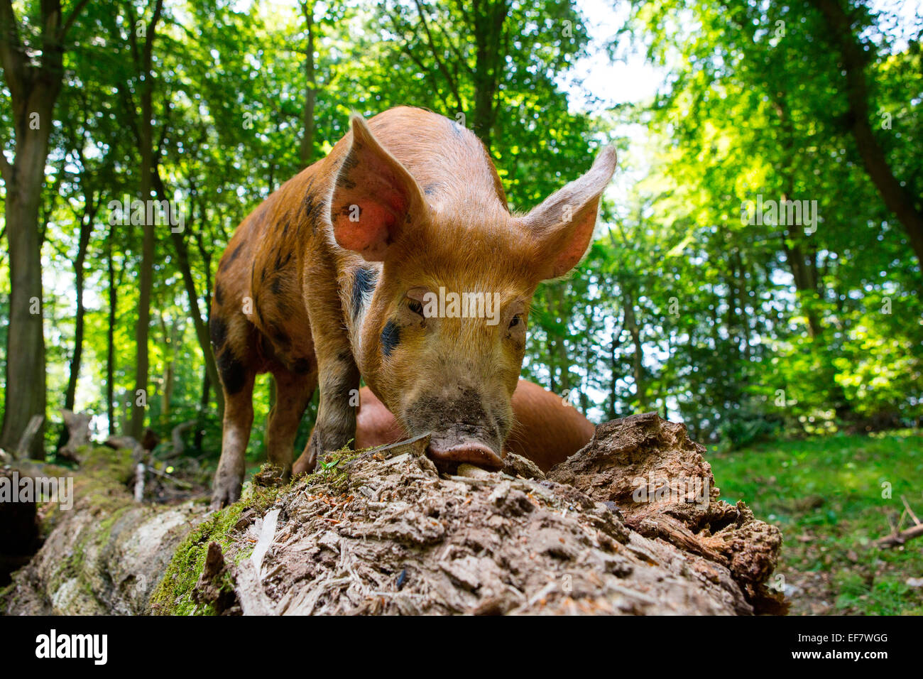 Freie Strecke juvenile Tamworth Schwein Verwurzelung in Wald Baumstamm Stockfoto