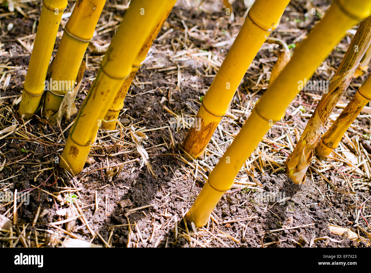 Bambusstämme - Phyllostachys Aureosulcata F. spectabilis Stockfoto