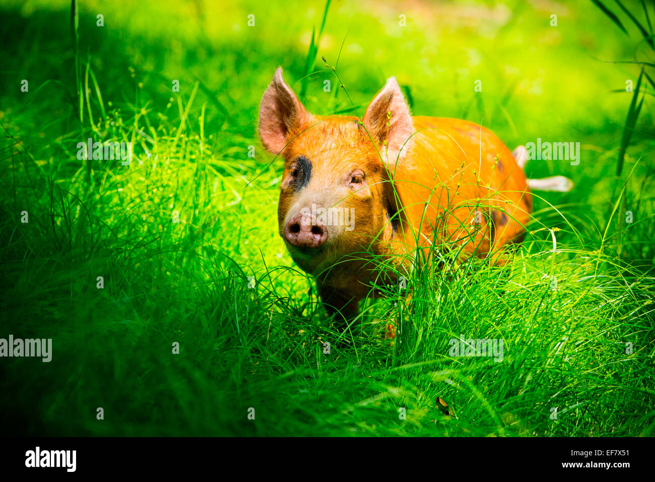 Freie Strecke juvenile Tamworth Schwein Roaming in sonnendurchfluteten Gras Stockfoto
