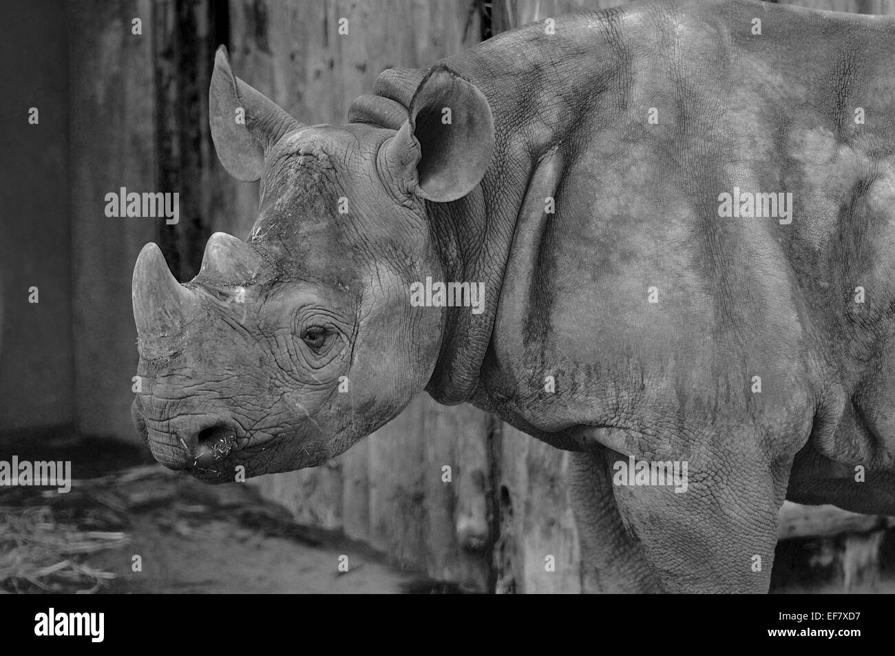 Nashorn-Seitenansicht Stockfoto