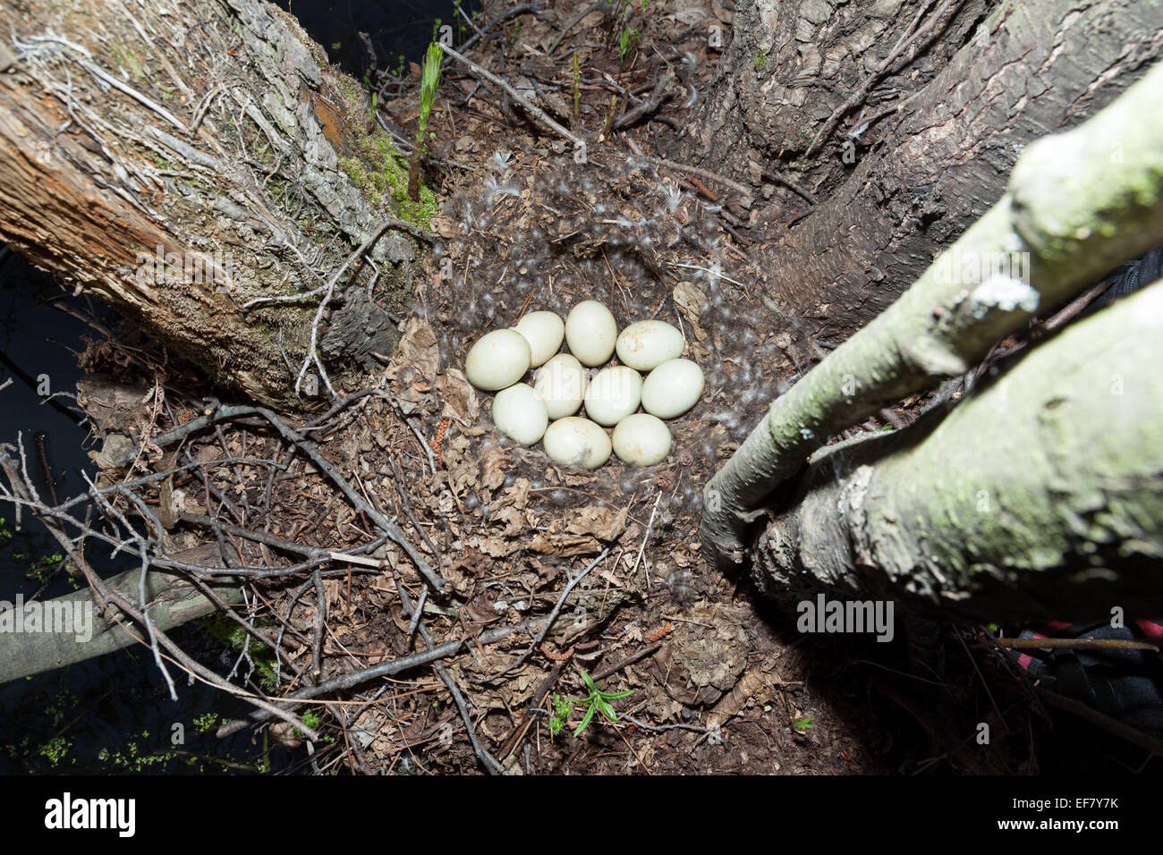 Anas Platyrhynchos. Das Nest von der Stockente in der Natur. Stockfoto