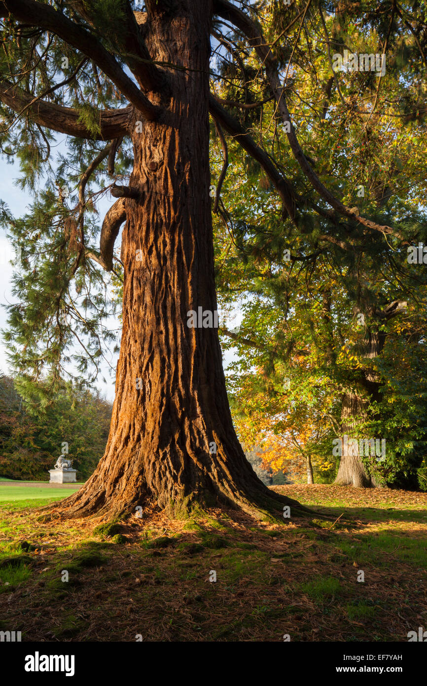 Neben einem riesigen Mammutbaum (Sequoiadendron giganteum) inmitten der herbstlichen Farben in den Landschaftsgärten von Rousham House, Oxfordshire, England Stockfoto