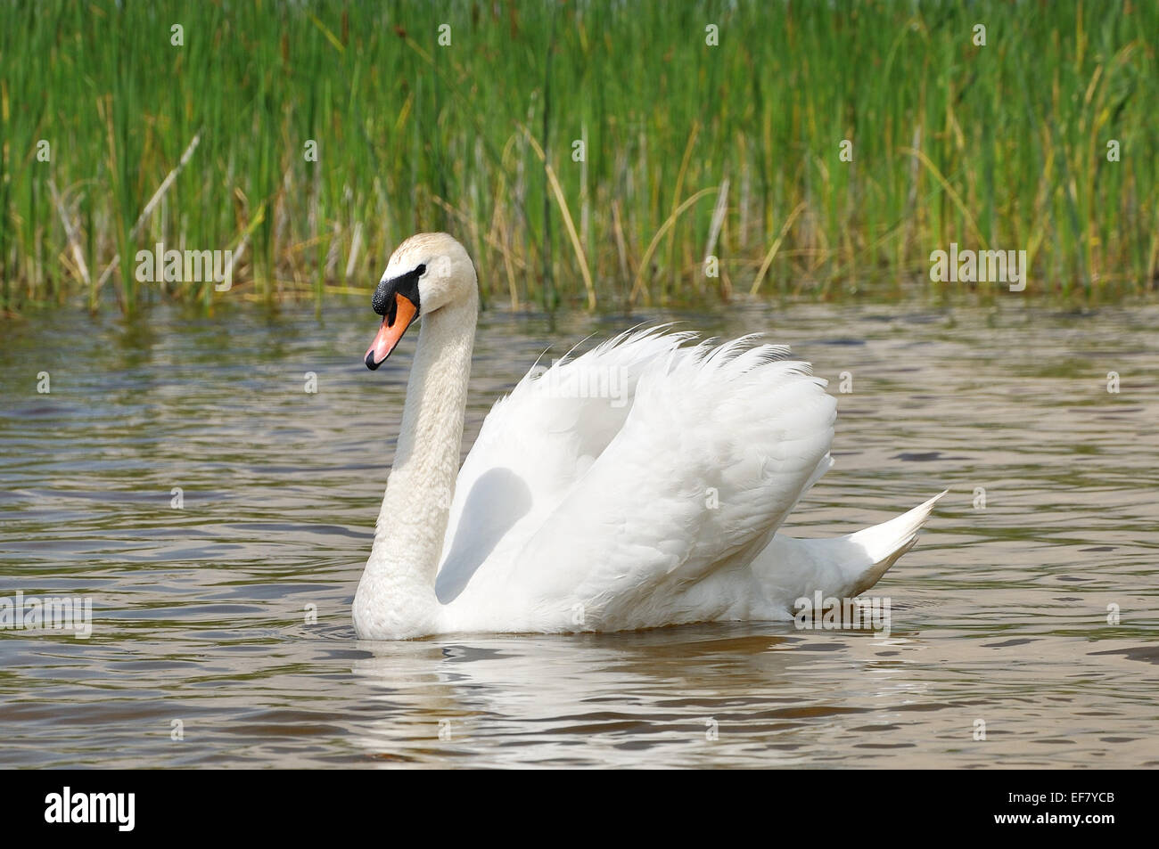 Erwachsenen weißer Schwan schwimmt auf der glatten Oberfläche des Teichs Stockfoto