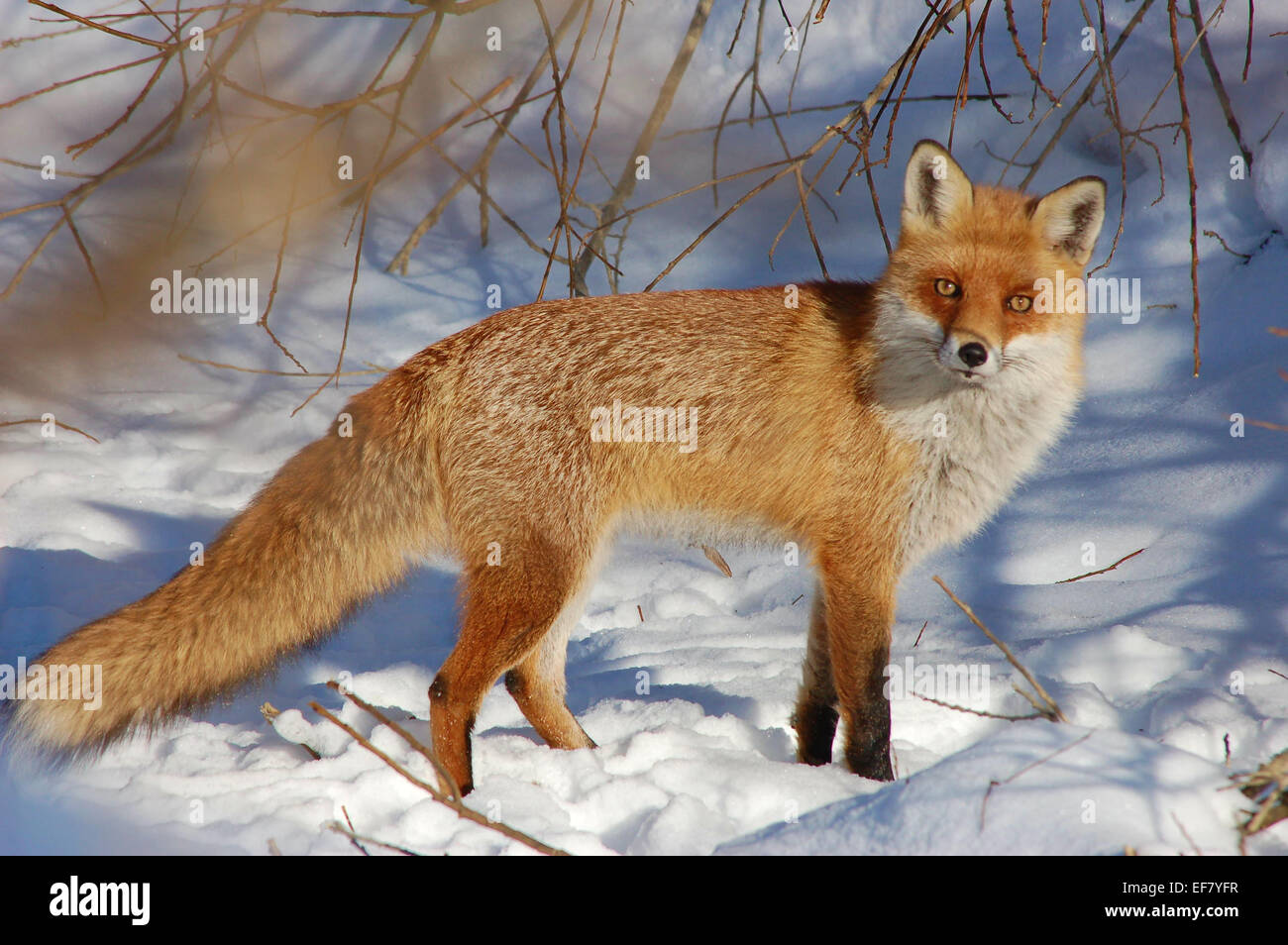 Rotfuchs Stockfoto