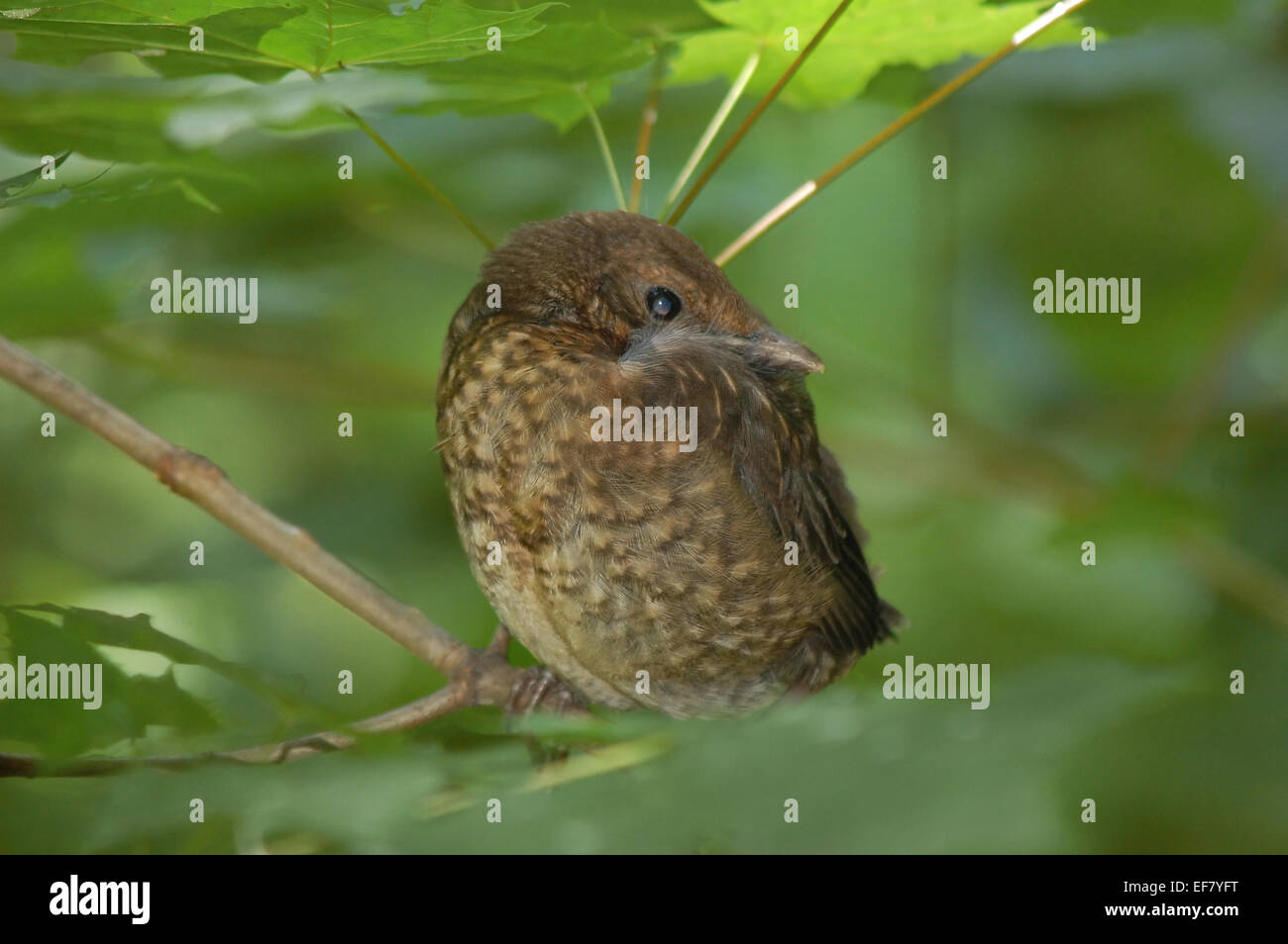 junge Amsel Stockfoto