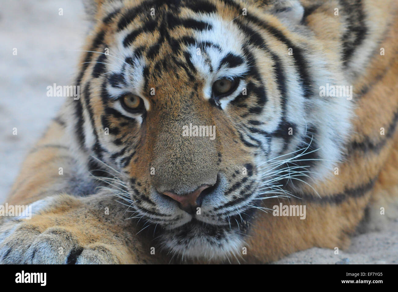 trauriger tiger Stockfoto