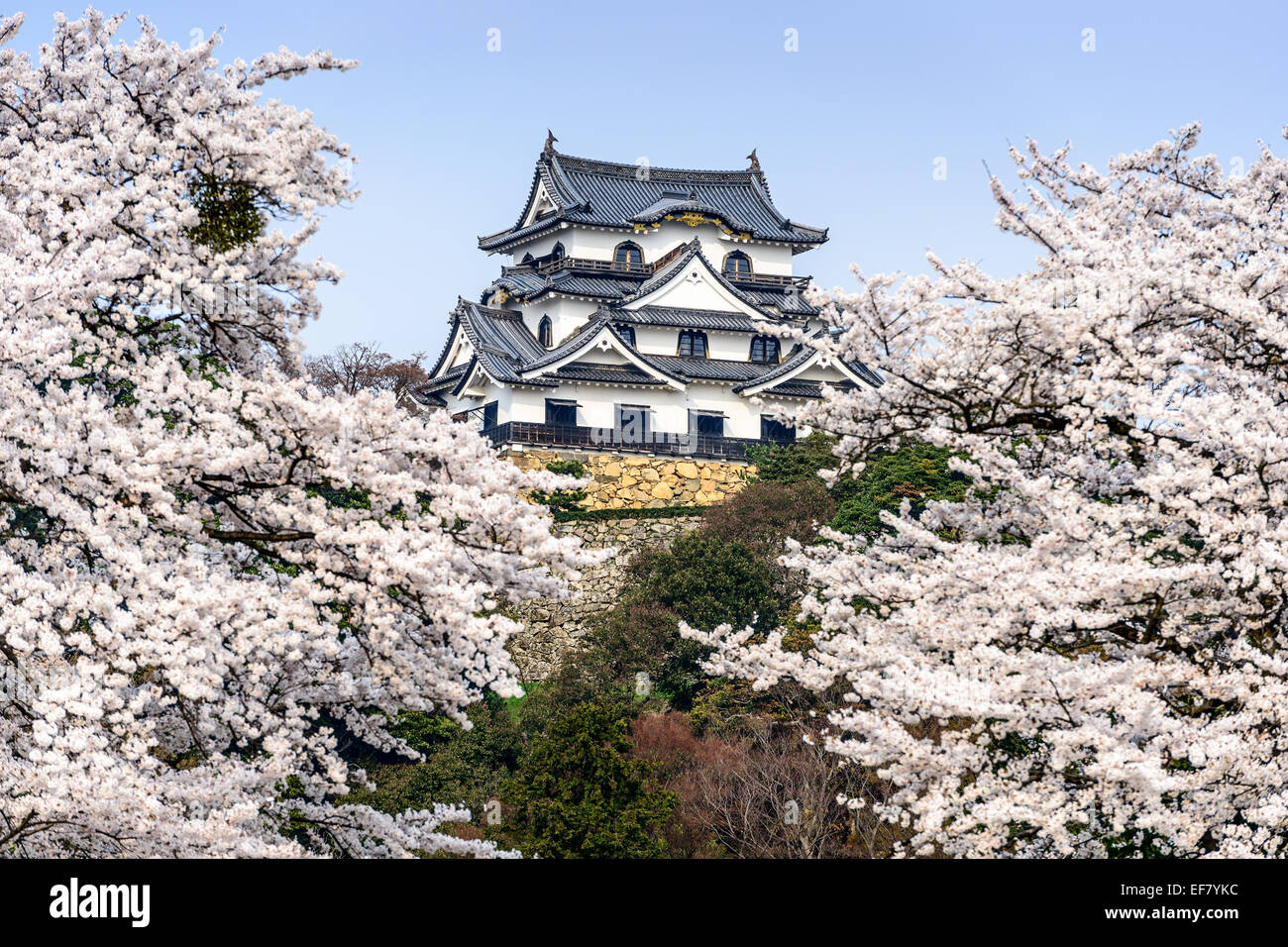 Hikone, Japan in Hikone Casle in der Frühjahrssaison. Stockfoto
