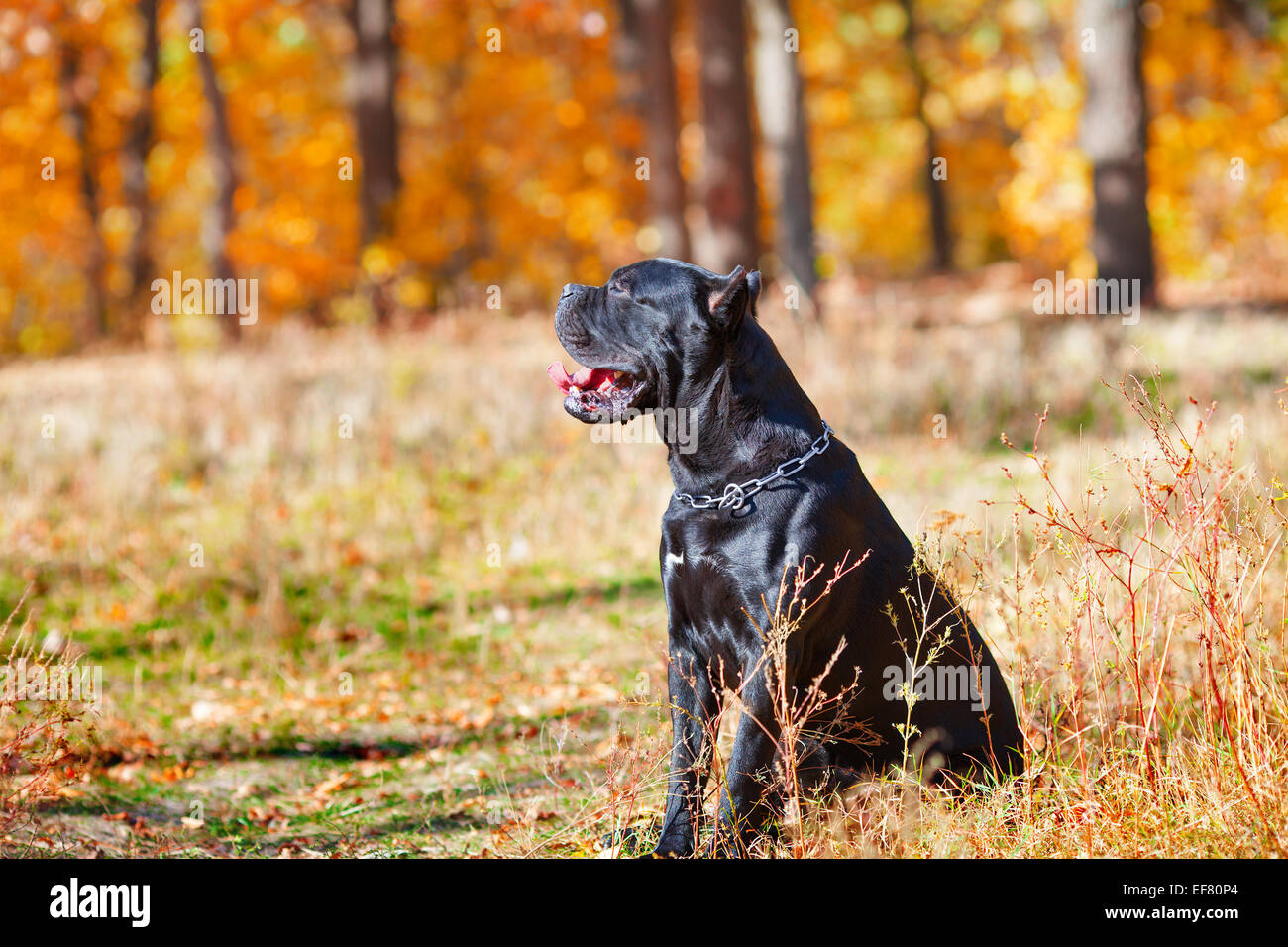 Cane Corso Italiano Hundewiesen im Park im Herbst Stockfoto