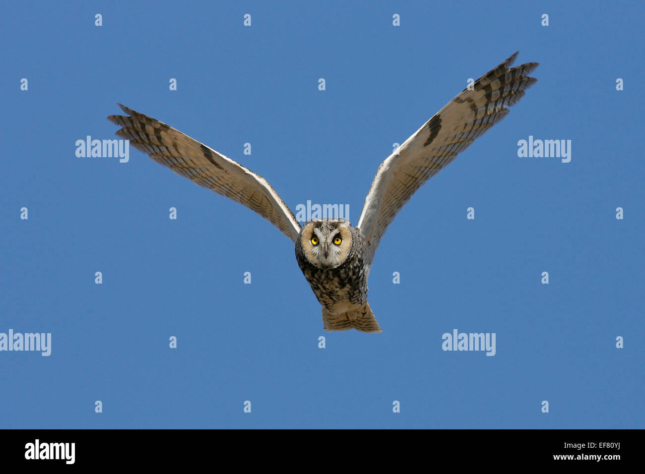 Waldohreule - Asio otus Stockfoto