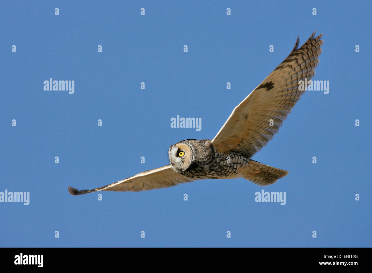 Waldohreule - Asio otus Stockfoto