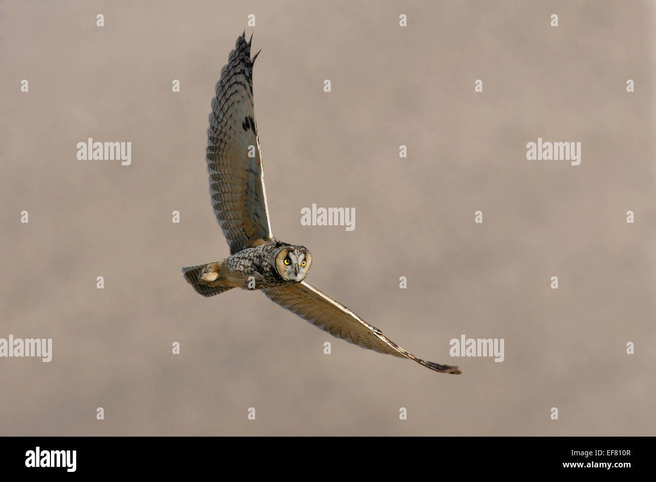 Waldohreule - Asio otus Stockfoto