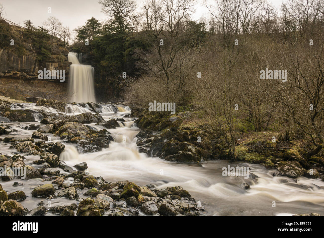 Thornton Kraft auf dem Ingleton Wasserfälle Walk in vollem Gange, nach zwei Tagen Regen den Schnee von den Hügeln gewaschen hatte. Stockfoto