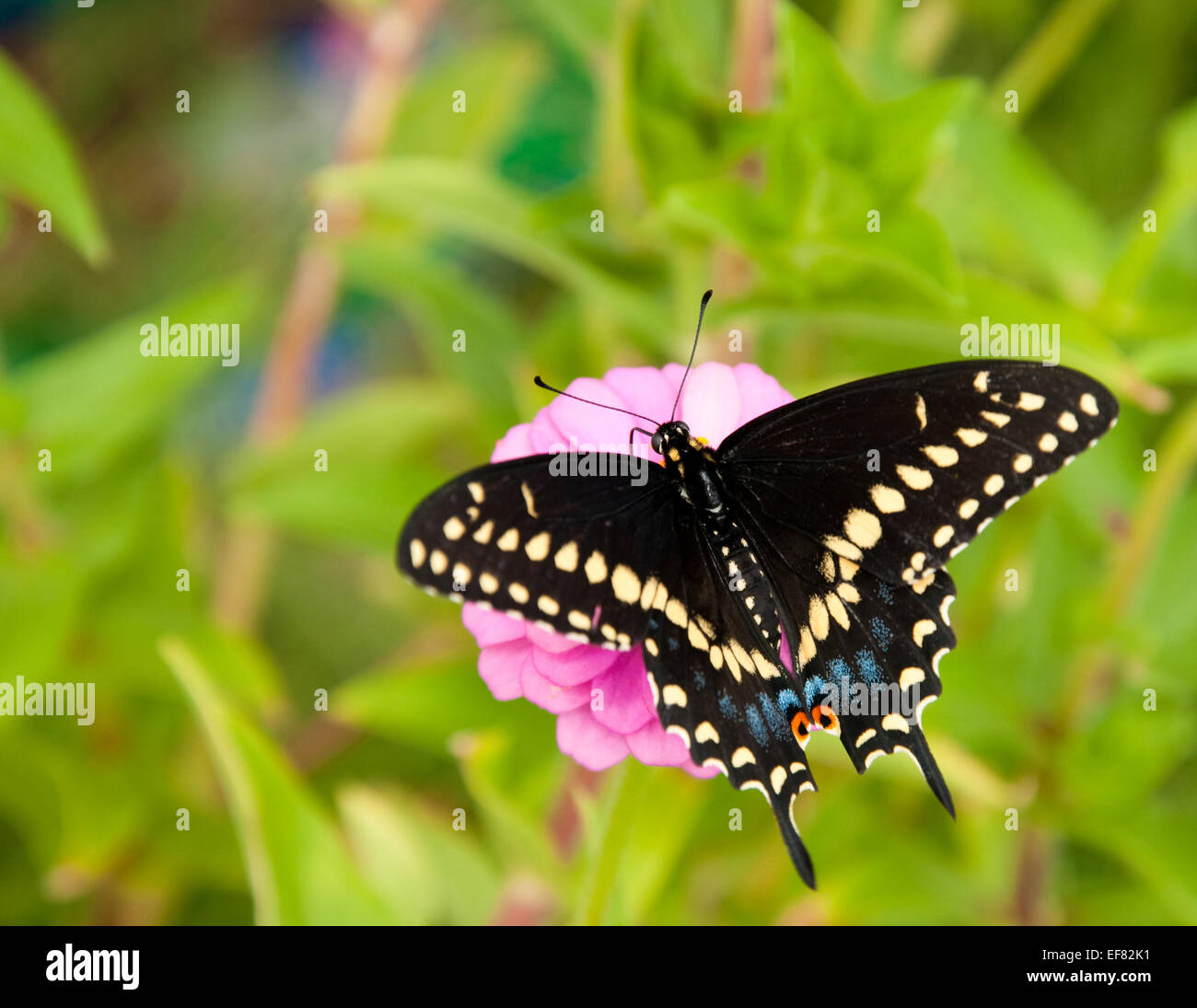 Dorsale Ansicht der östlichen schwarzen Schwalbenschwanz Schmetterling Fütterung auf eine rosa Zinnia Stockfoto