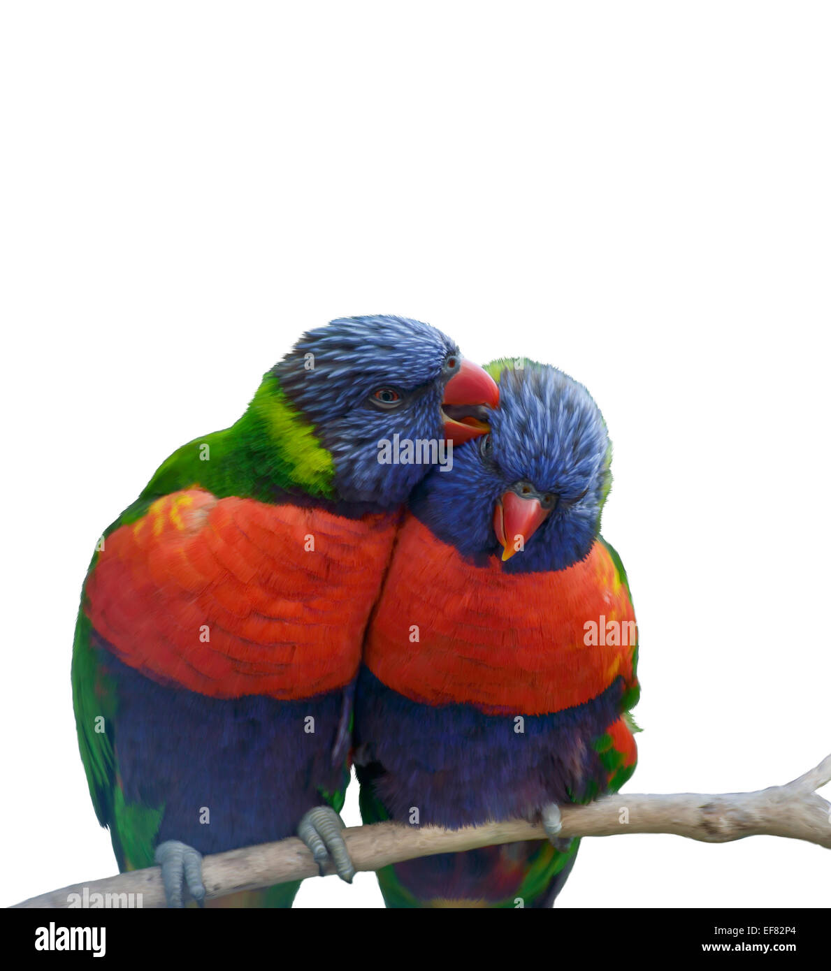 Digitale Malerei von Regenbogen Lorikeet Papageien Stockfoto