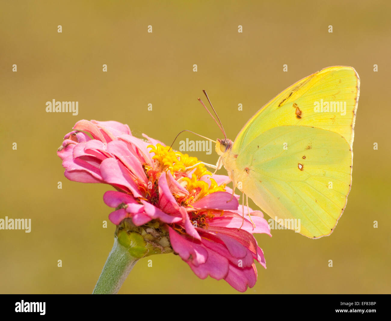 Schöne helle gelbe wolkenlosen Schwefel Schmetterling Fütterung auf eine rosa Zinnia gedämpften grünen Hintergrund Stockfoto