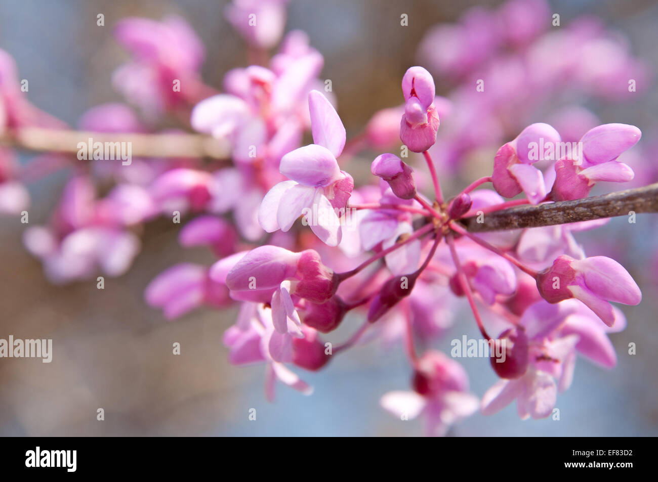 Nahaufnahme des östlichen Redbud Blumen in voller Blüte Stockfoto