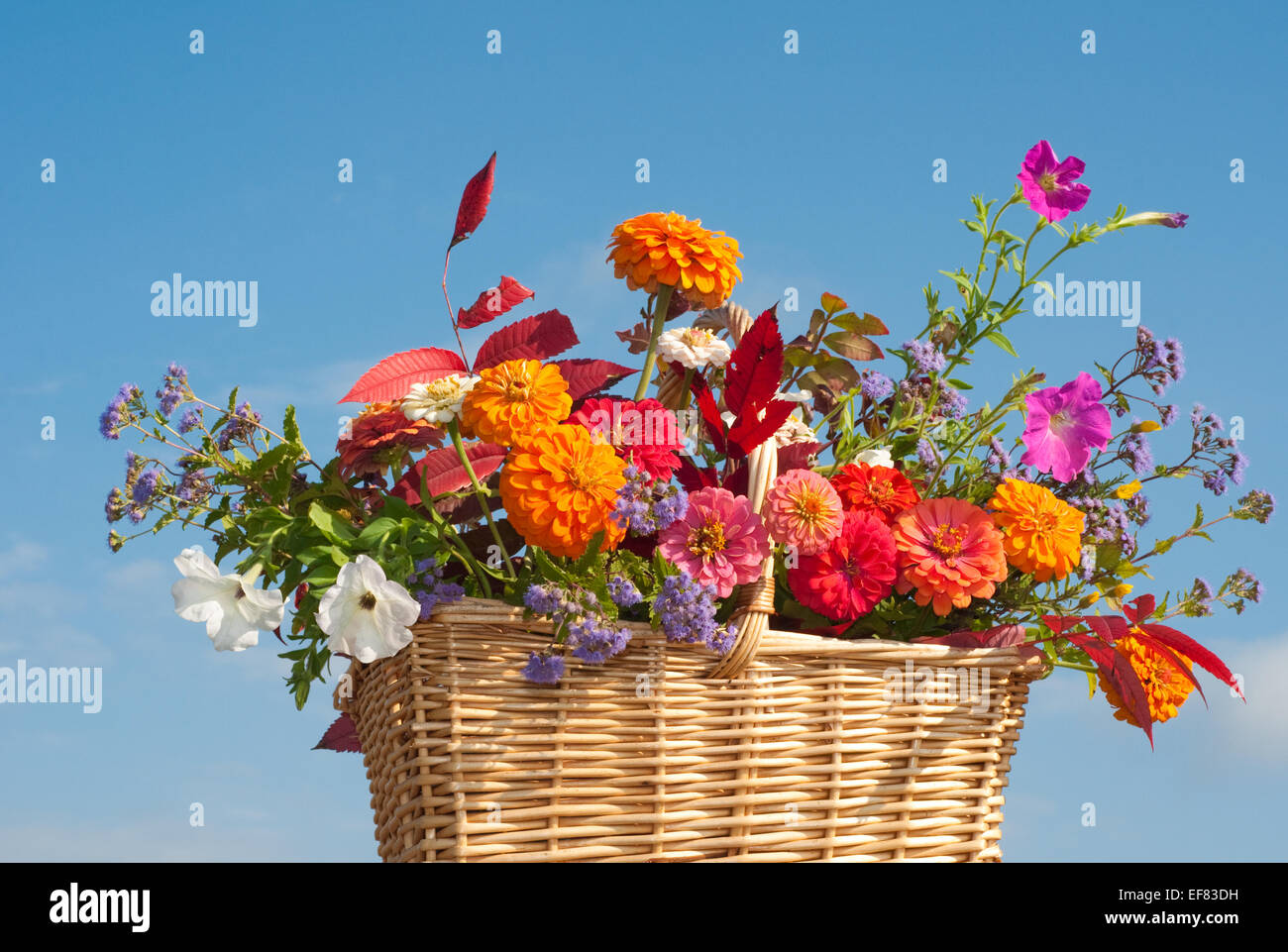 Korb mit brillant farbige Blumen und Herbstlaub gegen blauen Himmel Stockfoto