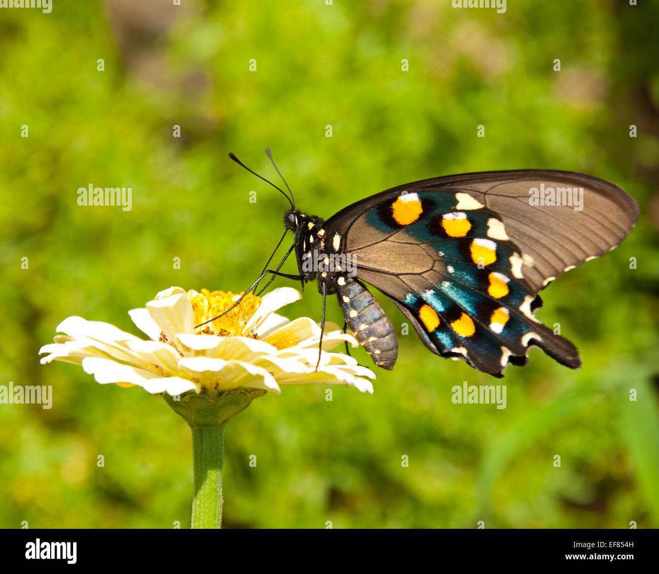 Fütterung auf eine blass gelbe Zinnia grünen Sommer Hintergrund grün Schwalbenschwanz-Schmetterling Stockfoto