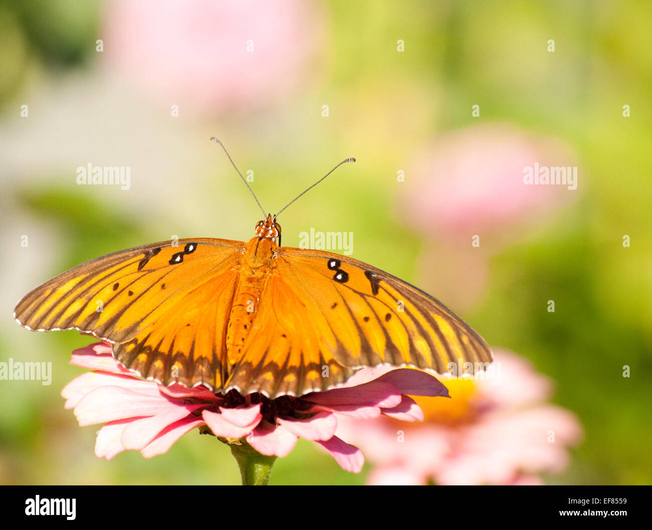 Agraulis Vanillae, Gulf Fritillary Butterfly, Fütterung vor hellen grünen Garten Hintergrund Stockfoto