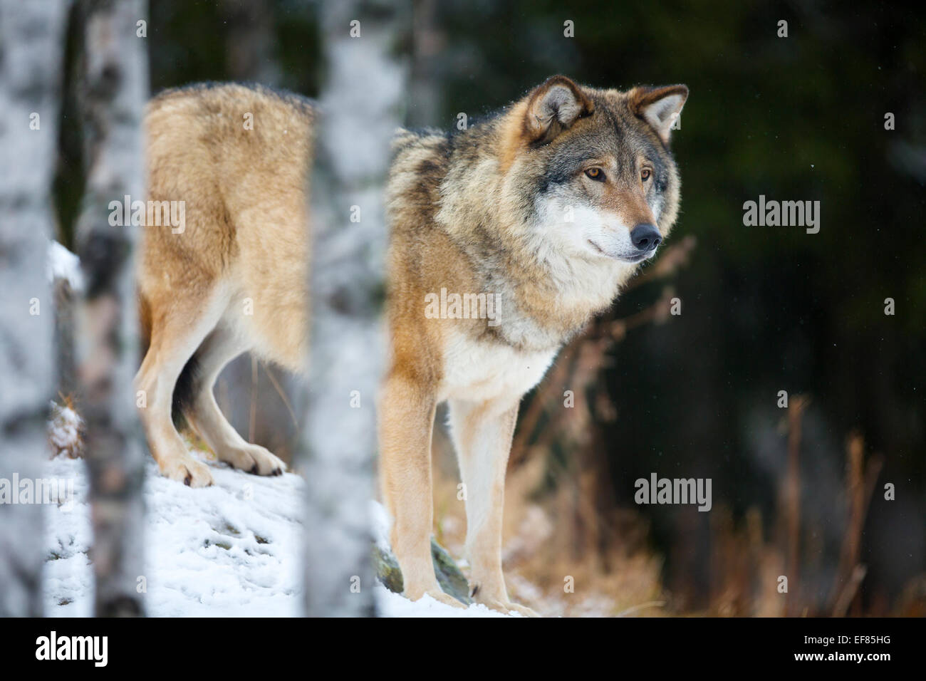 Ein Wolf im Wald ein kalter Tag zwischen Herbst und Winter stehen. Stockfoto