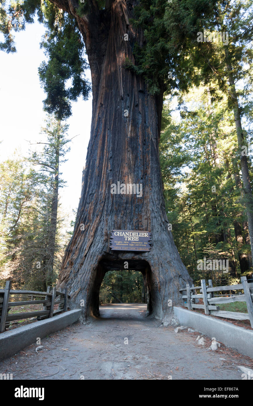 Drive-Thru Tree Park in Leggett - Mendocino County, Vereinigte Staaten Stockfoto