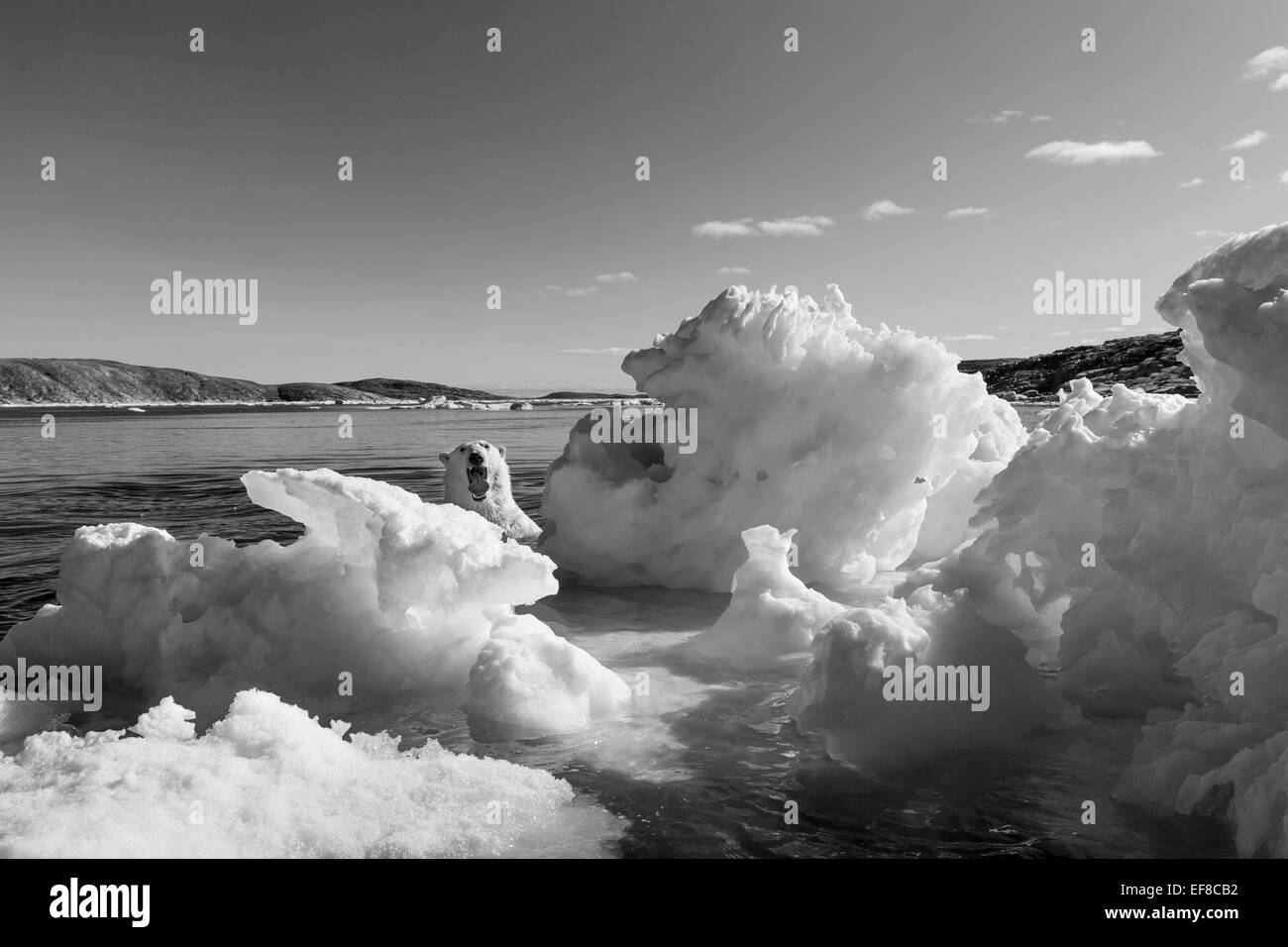 Kanada, Territorium Nunavut, Eisbären in der Nähe von Polarkreis entlang der Hudson Bay Stockfoto