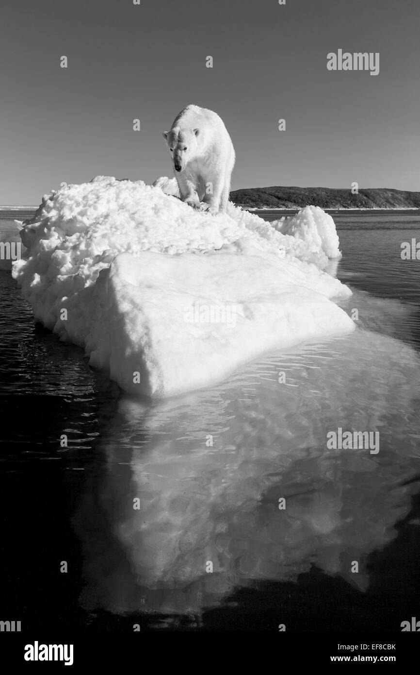 Kanada, Territorium Nunavut, Eisbär (Ursus Maritimus) stehend auf schmelzenden Eisberg schweben in Frozen-Straße in der Nähe von Arctic Circ Stockfoto