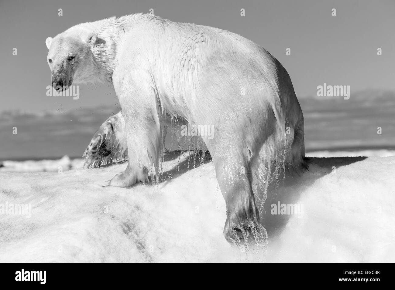 Kanada, Territorium Nunavut, Eisbär (Ursus Maritimus) klettern auf schmelzenden Eisberg schweben in Frozen-Straße in der Nähe von Arctic Circ Stockfoto