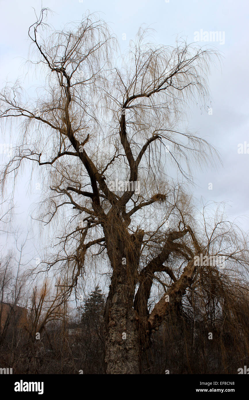 Foto von einem einsamen alten Baum an einem kalten Wintermorgen in Kanada Stockfoto