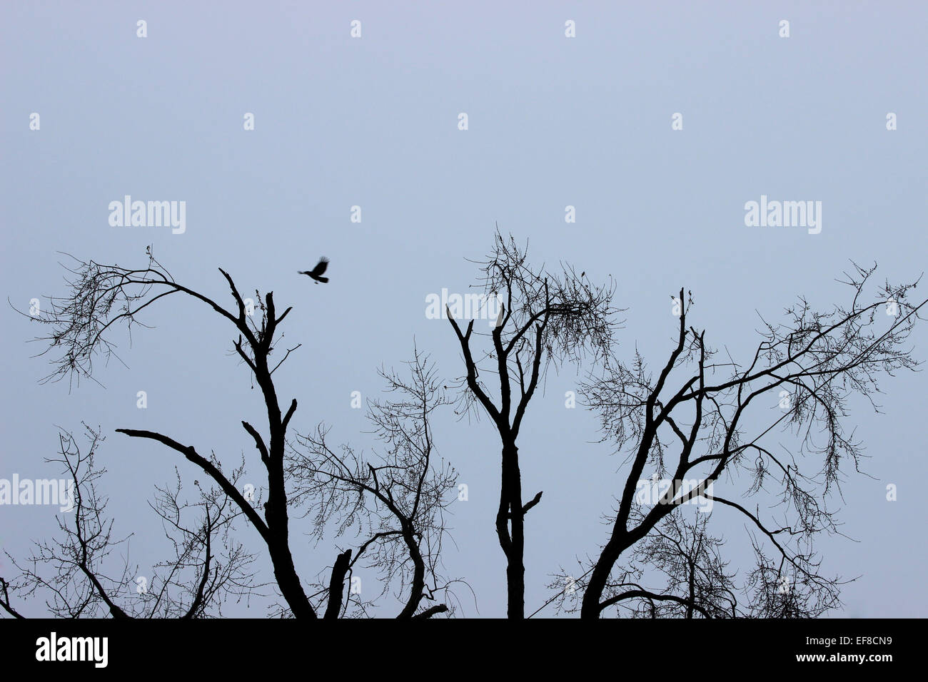 Erfassen einen einsamen Vogel fliegt über den Baumwipfeln einer Winterlandschaft in Kanada Stockfoto