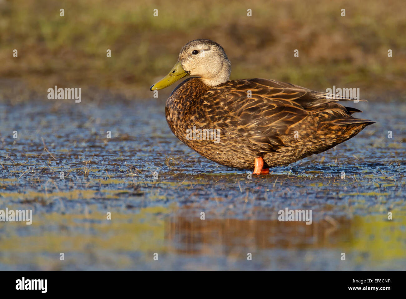 Fleckige Ente - Anas Fulvigula - männlich Stockfoto