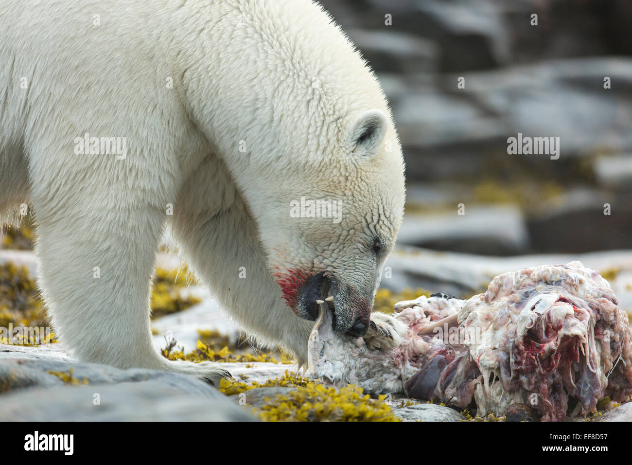 Kanada, bleibt Nunavut Territory, Repulse Bay, Eisbär (Ursus Maritimus) ernähren sich von verwesenden Narwal entlang Küste auf H Stockfoto
