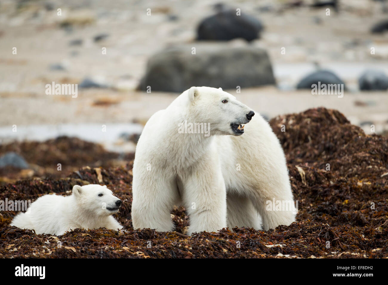 Kanada, Manitoba, Churchill, Eisbär (Ursus Maritimus) und Cub stehen in Stapeln von Algen auf Ufer des Hudson Ba geblasen Stockfoto