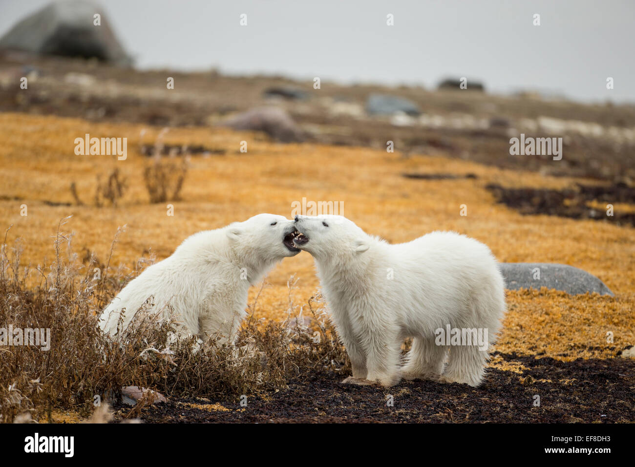 Kanada, Manitoba, Churchill, Polar Bear Cubs (Ursus Maritimus) Knurren sich gegenseitig beim Sitzen am Ufer des Hudson Ba Stockfoto
