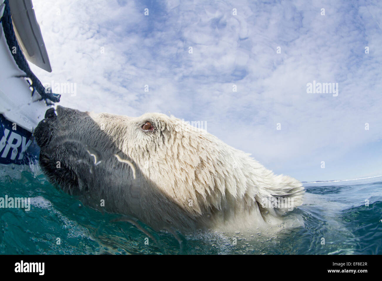 Kanada, Nunavut Territory, close-up der Eisbär (Ursus Maritimus) schwimmt bis zu aufblasbaren Boot in der Nähe von Polarkreis entlang Hudson Stockfoto