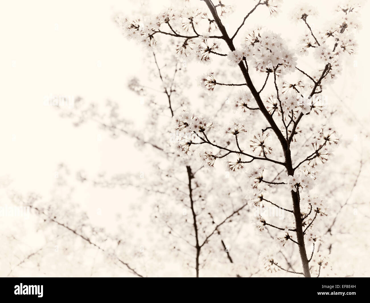 Künstlerische Closeup Kirschblüte über strahlend weißen Himmel. Kyoto, Japan. Schwarzweiss Sepia getönt Stockfoto
