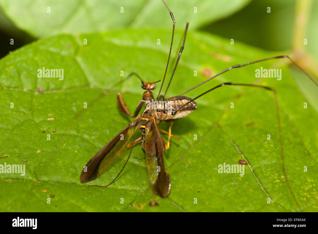 Harvestman (Opiliones sp) verbraucht ein mantidfly Stockfoto