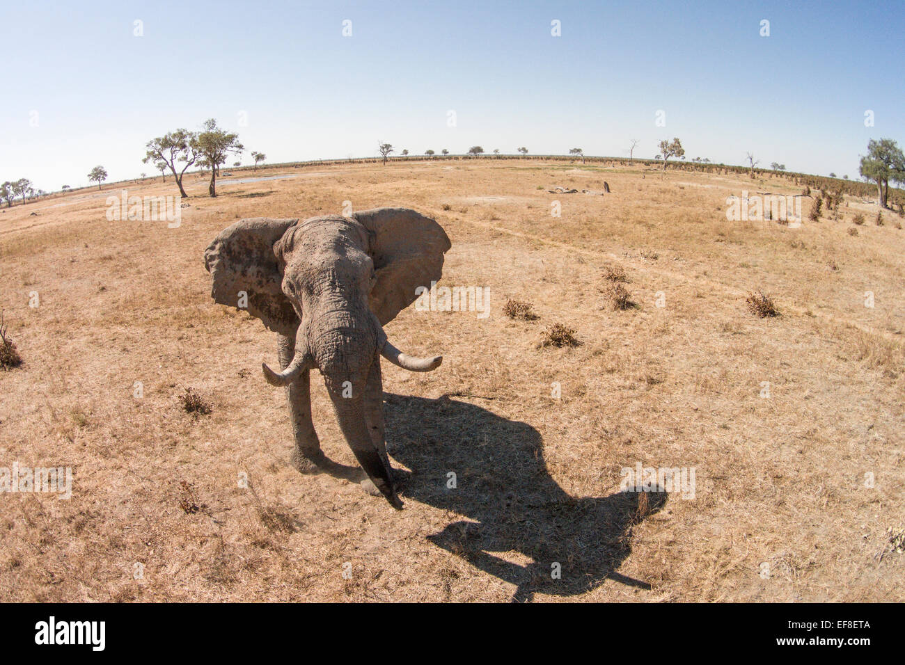 Afrika, Botswana, Chobe National Park, Luftaufnahme der Elefantenbulle (Loxodonta Africana) in Savuti Marsh im Okavango-Delta Stockfoto