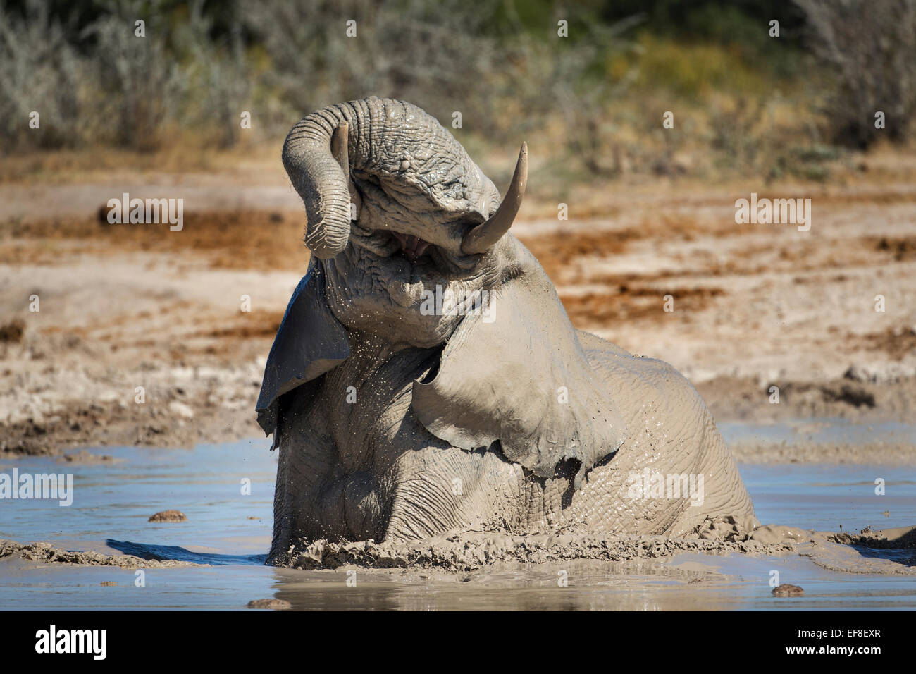 Afrika, Botswana, Afrika, Botswana, Nxai Pan Nationalpark, Afrikanischer Elefant (Loxodonta Africana) kühlt sich beim Spielen im Schlamm Stockfoto