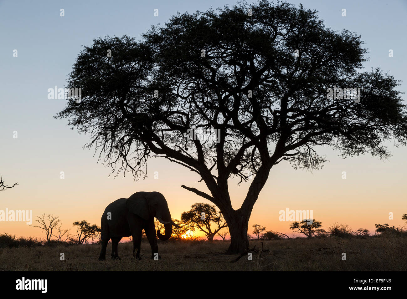 Afrika, Botswana, Chobe National Park, Afrikanischer Elefant (Loxodonta Africana) stehen unter Akazie bei Sonnenuntergang in Savuti Ma Stockfoto