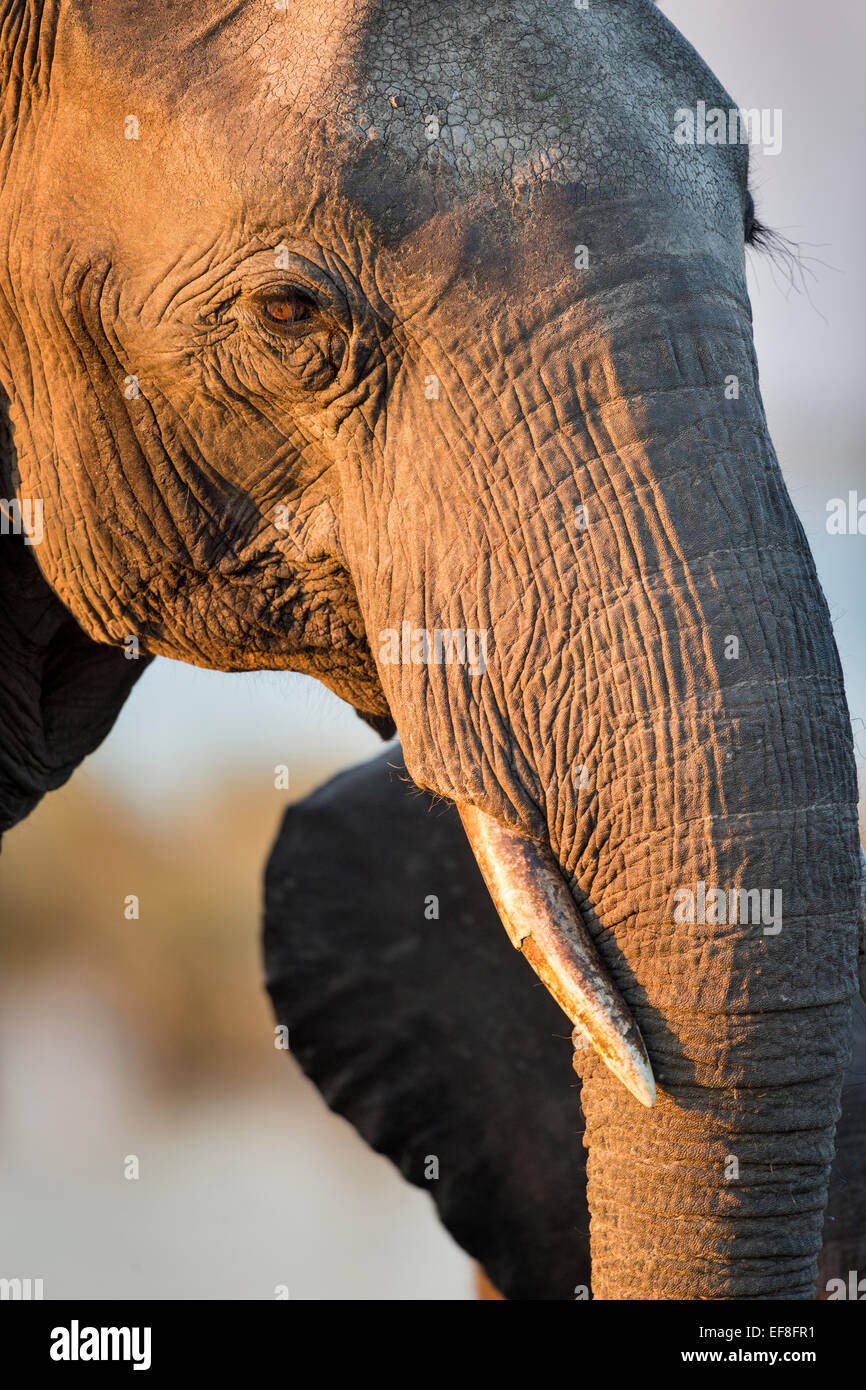 Afrika, Botswana, Chobe National Park, Nahaufnahme des Elefanten (Loxodonta Africana) stehen am Chobe Fluss bei Sonnenuntergang Stockfoto